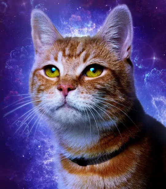 Goose the Cat