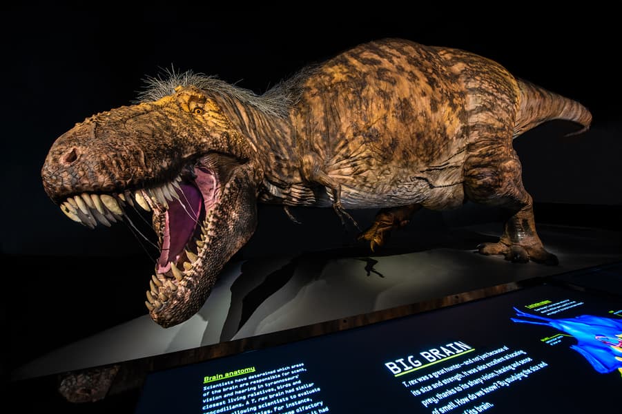 Inside the brain of T. rex: the most fearsome of dinosaurs was smarter than  you might think - YP