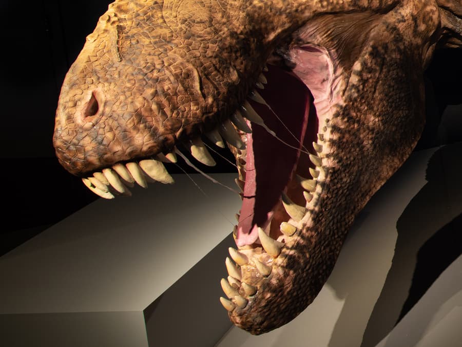 The Ultimate Guide To Tyrannosaurs 