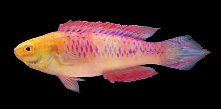 Vibranium fairy wrasse