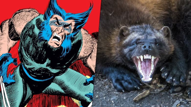 Wolverines snarling.