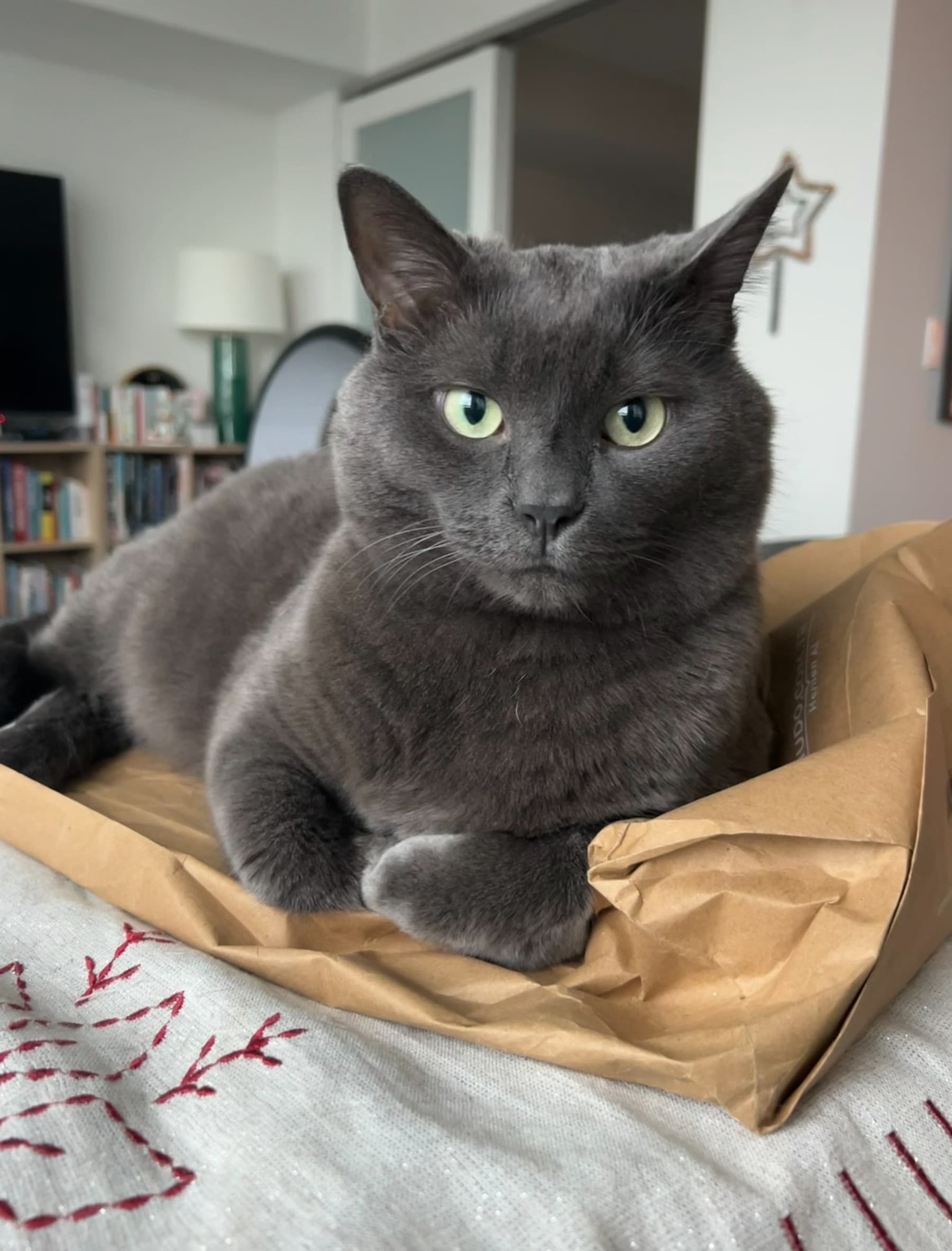 Boris the Cat
