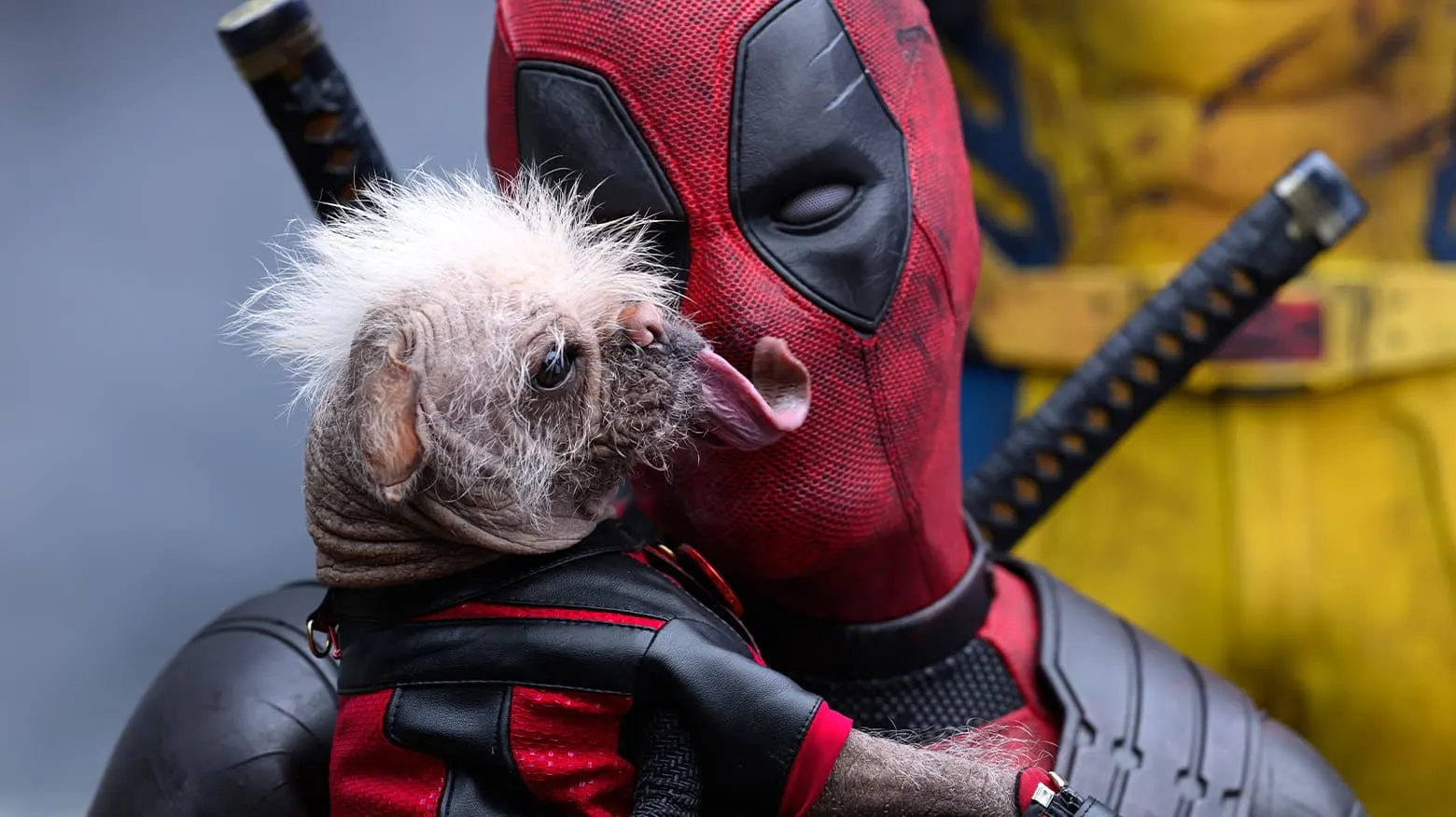 How Dogpool Went From ‘Britain’s Ugliest Dog’ to ‘Deadpool & Wolverine ...